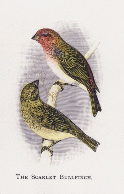 Den skarlagensrøde gøgelilje af Alexander Francis Lydon